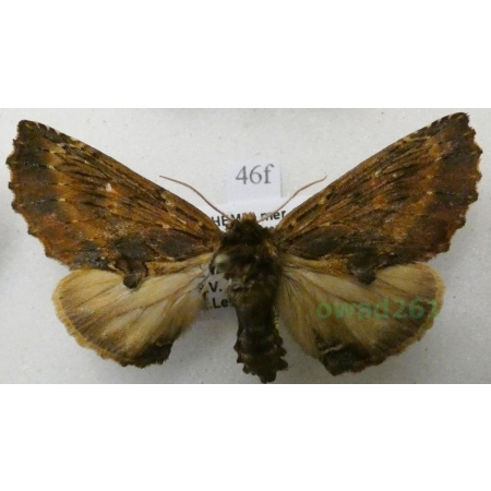 Ptilodon capucina (Linnaeus, 1758) male Wiechetka wielbłądka Czech46f